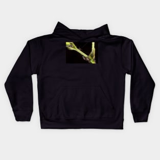 Unique and organic photo of a swarm of ants tending a treehopper Kids Hoodie